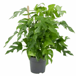 Monstera Minima Met Rekje Gatenplant P17 H65 - Kamerplant