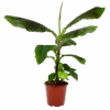 Musa Dwarf Cavendish - Bananenplant - P21 H90 - Kamerplant -Flamingo Verkoop musa dwarf cavendish bananenplant p21 h90 4