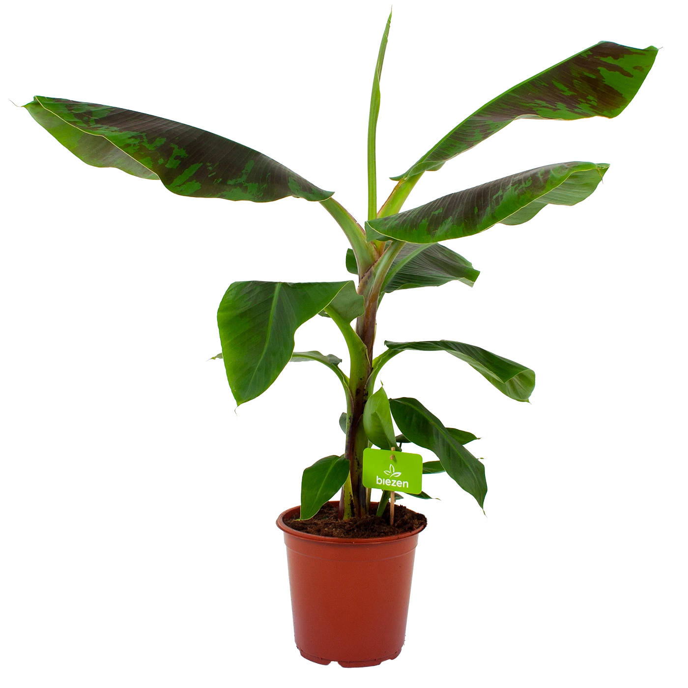 Musa Dwarf Cavendish - Bananenplant - P21 H90 - Kamerplant 3 Musa Dwarf Cavendish - Bananenplant - P21 H90 - Kamerplant