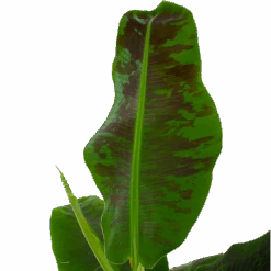 Musa Dwarf Cavendish - Bananenplant - P21 H90 - Kamerplant 6 Musa Dwarf Cavendish - Bananenplant - P21 H90 - Kamerplant -Flamingo Verkoop musa dwarf cavendish bananenplant p21 h90 5