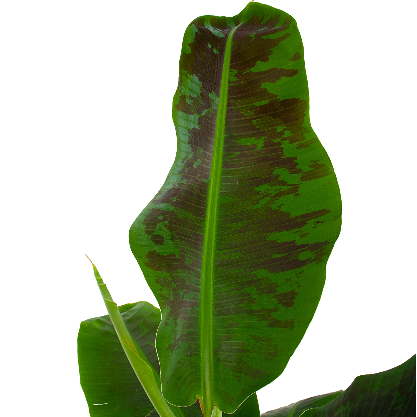 Musa Dwarf Cavendish - Bananenplant - P21 H90 - Kamerplant 4 Musa Dwarf Cavendish - Bananenplant - P21 H90 - Kamerplant - Afbeelding 2