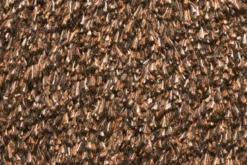 Natuflex Droogloopmat - 100x60cm - Donker Bruin - Deurmat -Flamingo Verkoop natuflex droogloopmat donker bruin deurmat 3 1