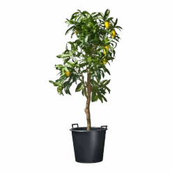 Nature - Ritzi Container Zwart 50L - Met Handgreep 7 Nature - Ritzi Container Zwart 50L - Met Handgreep -Flamingo Verkoop nature ritzi container zwart 50l met handgreep plantencontainer 3