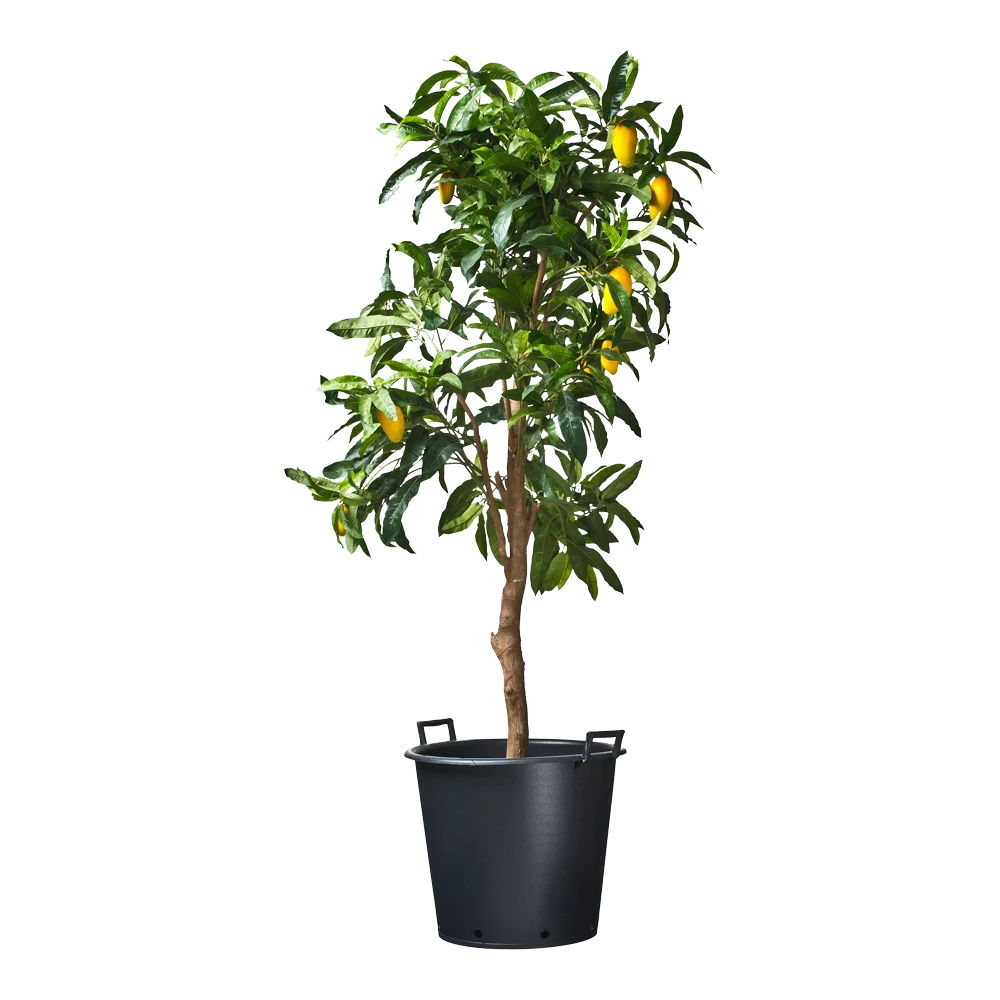 Nature - Ritzi Container Zwart 50L - Met Handgreep 5 Nature - Ritzi Container Zwart 50L - Met Handgreep - Afbeelding 3