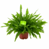Nephrolepis Exalata Green Lady - Krulvaren - P19 H60 - Kamerplant -Flamingo Verkoop nephrolepis exalata green lady krulvaren p19 h60 4