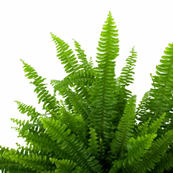 Nephrolepis Exalata Green Lady - Krulvaren - P19 H60 - Kamerplant -Flamingo Verkoop nephrolepis exalata green lady krulvaren p19 h60 5