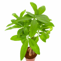 Pachira Aquatica - Geldboom - P12 H45 - Kamerplant 8 Pachira Aquatica - Geldboom - P12 H45 - Kamerplant -Flamingo Verkoop pachira aquatica geldboom p12 h45 6