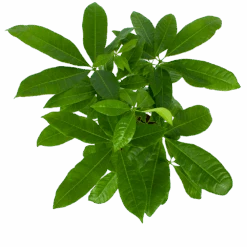 Pachira Aquatica - Geldboom - P17 H60 - Kamerplant -Flamingo Verkoop pachira aquatica geldboom p17 h60 6