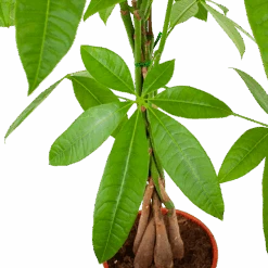 Pachira Aquatica - Geldboom - P19 H80 - Kamerplant -Flamingo Verkoop pachira aquatica geldboom p19 h80 5