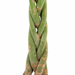 Pachira Aquatica - Geldboom - P23 H110 - Kamerplant 6 Pachira Aquatica - Geldboom - P23 H110 - Kamerplant -Flamingo Verkoop pachira aquatica geldboom p23 h110 5 1