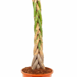 Pachira Aquatica - Geldboom - P24 H135 - Kamerplant -Flamingo Verkoop pachira aquatica geldboom p24 h135 5