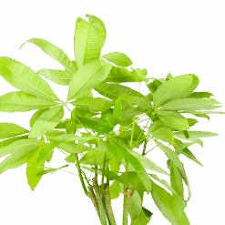 Pachira Aquatica - Geldboom - P24 H135 - Kamerplant -Flamingo Verkoop pachira aquatica geldboom p24 h135 6