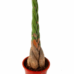 Pachira Aquatica - Geldboom - P27 H150 - Kamerplant -Flamingo Verkoop pachira aquatica geldboom p27 h150 5