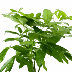 Pachira Aquatica - Geldboom - P27 H150 - Kamerplant -Flamingo Verkoop pachira aquatica geldboom p27 h150 6