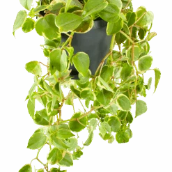 Peperomia Scandens Variegata - In Hangpot - P17 H30 - Kamerplant -Flamingo Verkoop peperomia scandens variegata in hangpot p17 h30 5