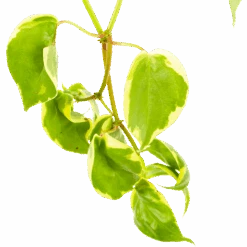 Peperomia Scandens Variegata - In Hangpot - P17 H30 - Kamerplant -Flamingo Verkoop peperomia scandens variegata in hangpot p17 h30 6