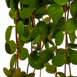 Peperomia Tetraphylla - In Hangpot - P15 H25 - Kamerplant -Flamingo Verkoop peperomia tetraphylla in hangpot p15 h25 6