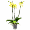 3 Taks Phalaenopsis Limelight - Vlinderorchidee - P12 H60 - Kamerplant 1 3 Taks Phalaenopsis Limelight - Vlinderorchidee - P12 H60 - Kamerplant -Flamingo Verkoop phalaenopsis vlinderorchidee 3 taks p12 h60 geel 4