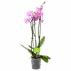 3 Taks Phalaenopsis Bloomington - Vlinderorchidee - P12 H60 - Kamerplant 2 3 Taks Phalaenopsis Bloomington - Vlinderorchidee - P12 H60 - Kamerplant -Flamingo Verkoop phalaenopsis vlinderorchidee 3 taks p12 h60 roze 4