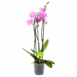 3 Taks Phalaenopsis Bloomington - Vlinderorchidee - P12 H60 - Kamerplant