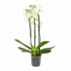 3 Taks Phalaenopsis Lighthouse - Vlinderorchidee - P12 H60 - Kamerplant 1 3 Taks Phalaenopsis Lighthouse - Vlinderorchidee - P12 H60 - Kamerplant -Flamingo Verkoop phalaenopsis vlinderorchidee 3 taks p12cm h60cm wit 4