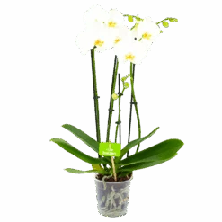 4 Taks Phalaenopsis Lighthouse - Vlinderorchidee - P12 H60 - Kamerplant