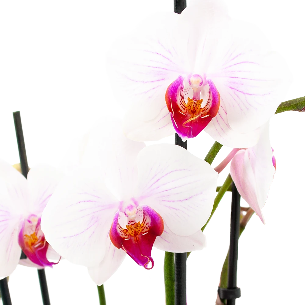 4 Taks Phalaenopsis Denver - Vlinderorchidee - P12 H60 - Kamerplant 4 4 Taks Phalaenopsis Denver - Vlinderorchidee - P12 H60 - Kamerplant - Afbeelding 2