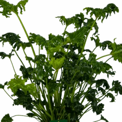 Philodendron Atlantis - P21 H75 - Kamerplant -Flamingo Verkoop philodendron atlantis p21 h75 kamerplant 3