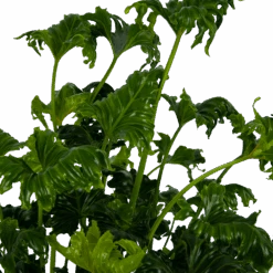 Philodendron Atlantis - P21 H75 - Kamerplant -Flamingo Verkoop philodendron atlantis p21 h75 kamerplant 4