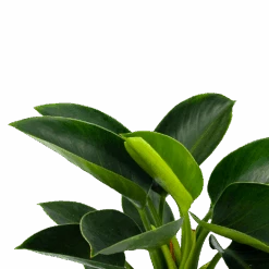 Philodendron Green Princess - P17 H50 - Kamerplant -Flamingo Verkoop philodendron green princess p17 h50 5 1