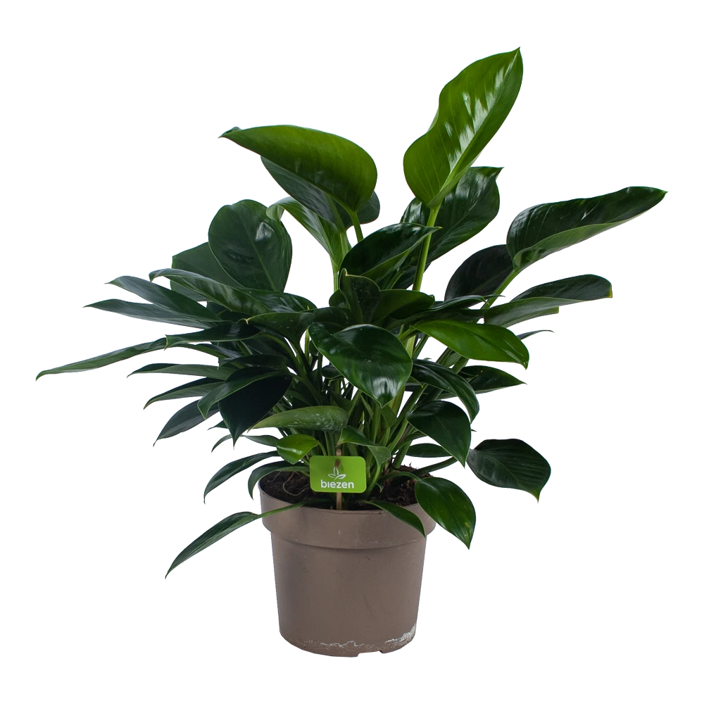 Philodendron Green Princess - P21 H70 - Kamerplant 3 Philodendron Green Princess - P21 H70 - Kamerplant