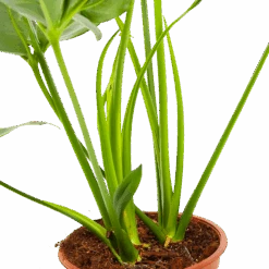 Philodendron Green Wonder - P19 H75 - Kamerplant -Flamingo Verkoop philodendron green wonder p19 h75 3 2