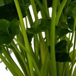 Philodendron Grizzly - P21 H55 - Kamerplant -Flamingo Verkoop philodendron grizzly p21 h55 5