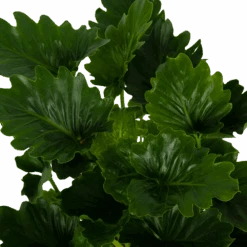 Philodendron Grizzly - P21 H55 - Kamerplant -Flamingo Verkoop philodendron grizzly p21 h55 6