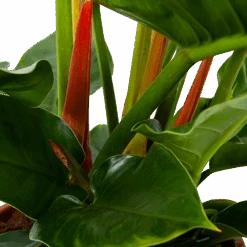 Philodendron Imperial Green - P19 H60 - Kamerplant -Flamingo Verkoop philodendron imperial green p14 h45 5 1