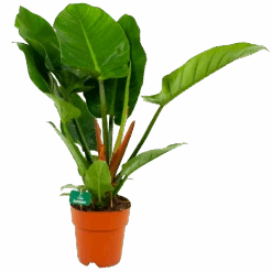 Philodendron Imperial Green - P19 H80 - Kamerplant