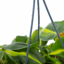 Philodendron Scandens Brasil - In Hangpot - P14 H35 - Kamerplant -Flamingo Verkoop philodendron scandens brasil in hangpot p14 h35 5 1