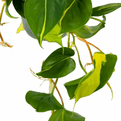 Philodendron Scandens Brasil - In Hangpot - P17 H35 - Kamerplant -Flamingo Verkoop philodendron scandens brasil in hangpot p17 h35 5