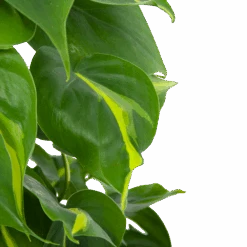 Philodendron Scandens Brasil Op Mosstok - P17 H75 - Kamerplant -Flamingo Verkoop philodendron scandens brasil op mosstok p17 h75 6 1