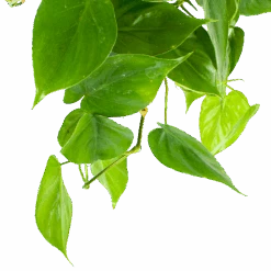 Philodendron Scandens - In Hangpot - P17 H35 - Kamerplant -Flamingo Verkoop philodendron scandens in hangpot p17 h35 5