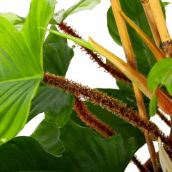 Philodendron Squamiferum Piramide - P19 H75 - Kamerplant -Flamingo Verkoop philodendron squamiferum piramide p19 h75 6 1