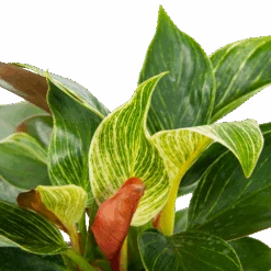 Philodendron White Wave - P13 H30 - Kamerplant 7 Philodendron White Wave - P13 H30 - Kamerplant -Flamingo Verkoop philodendron white wave p13 h30 5