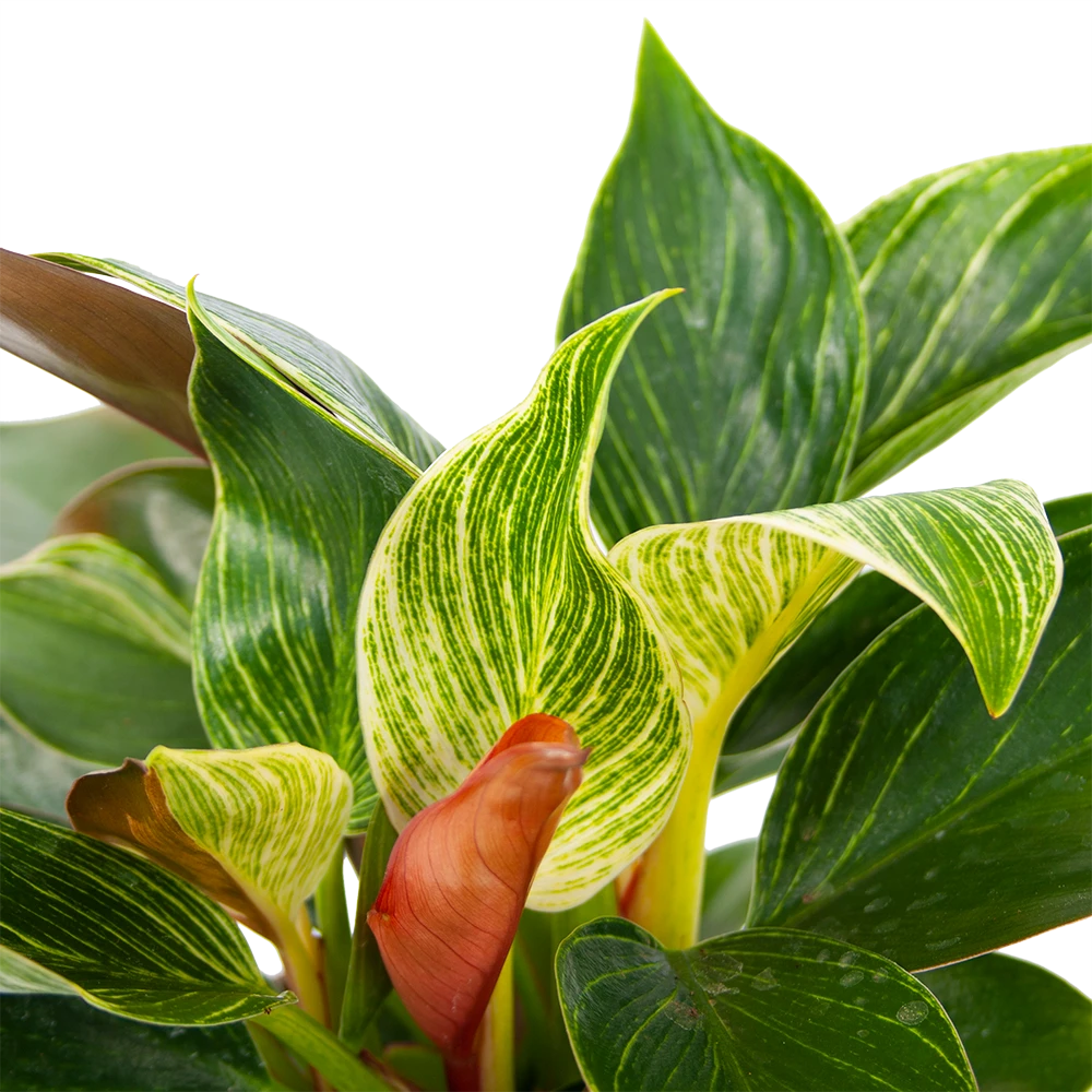 Philodendron White Wave - P13 H30 - Kamerplant 4 Philodendron White Wave - P13 H30 - Kamerplant - Afbeelding 2