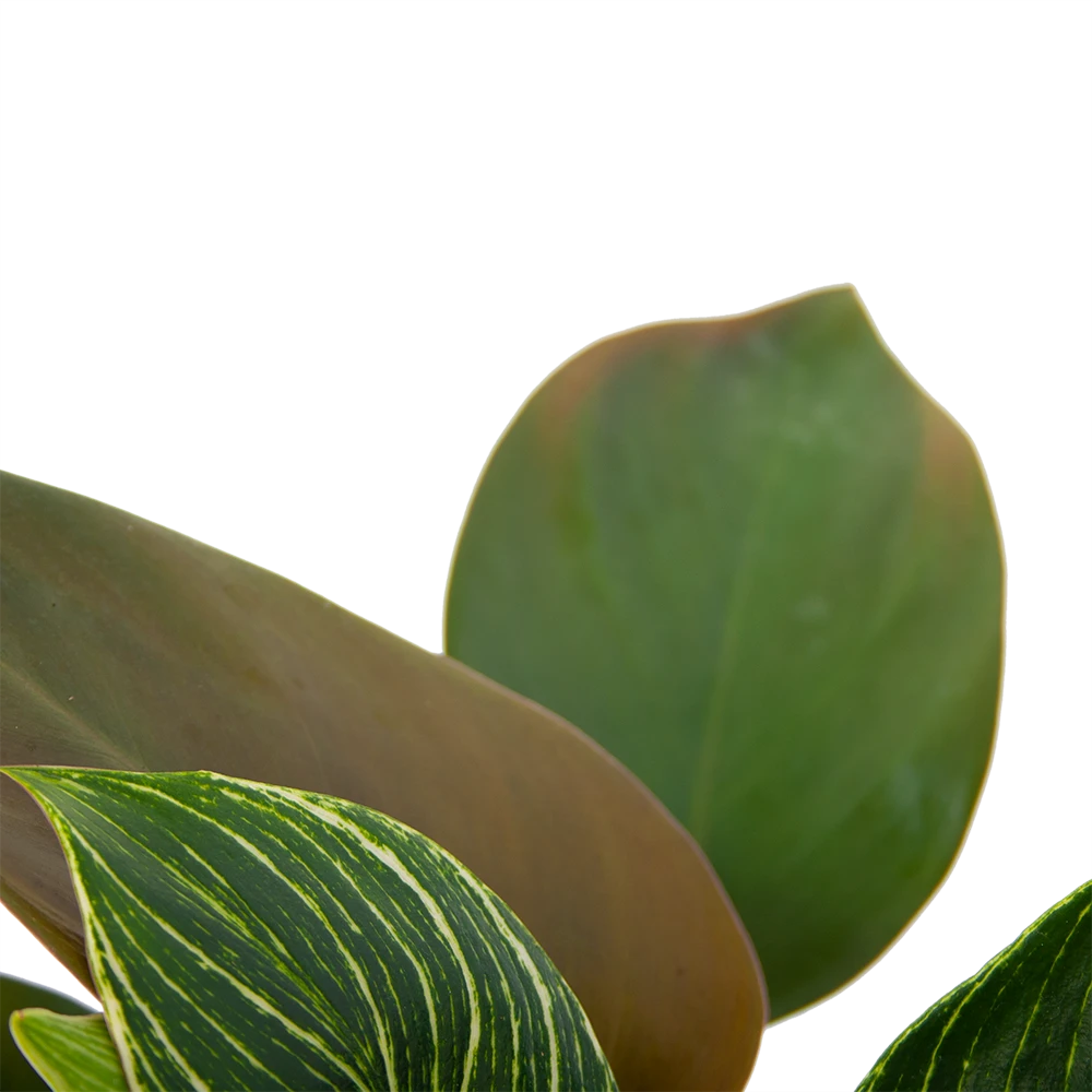 Philodendron White Wave - P13 H30 - Kamerplant 5 Philodendron White Wave - P13 H30 - Kamerplant - Afbeelding 3