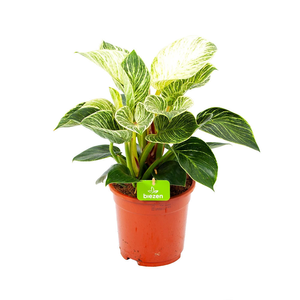 Philodendron White Wave - P17 H40 - Kamerplant 3 Philodendron White Wave - P17 H40 - Kamerplant