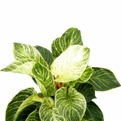 Philodendron White Wave - P17 H40 - Kamerplant 7 Philodendron White Wave - P17 H40 - Kamerplant -Flamingo Verkoop philodendron white wave p17 h40 5 1