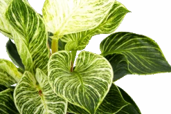Philodendron White Wave - P17 H40 - Kamerplant 8 Philodendron White Wave - P17 H40 - Kamerplant -Flamingo Verkoop philodendron white wave p17 h40 6 1