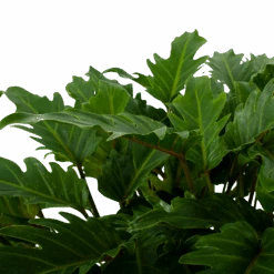 Philodendron Xanadu - P21 H60 - Kamerplant -Flamingo Verkoop philodendron xanadu p21 h60 5