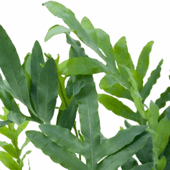 Phlebodium Areum Blue Star - Blauwvaren - P19 H60 - Kamerplant -Flamingo Verkoop phlebodium areum blue star blauwvaren p19 h60 5 1