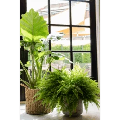 Plantenmand Joris - D30 X H27cm - Naturel -Flamingo Verkoop plantenmand joris naturel plantenmand 2 1